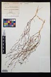 Gayophytum ramosissimum image