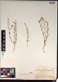 Lepidium virginicum var. robinsonii image