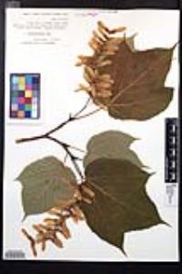 Acer pennsylvanicum image