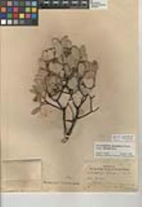 Arctostaphylos glandulosa subsp. adamsii image