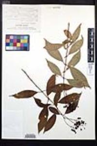 Fuchsia paniculata image