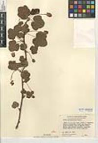 Ribes canthariforme image