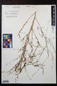 Gayophytum diffusum image