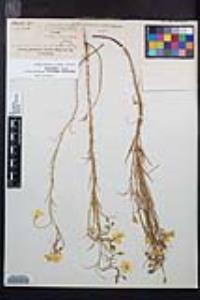 Camissonia campestris image