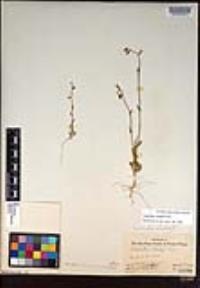 Caulanthus simulans image