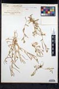 Tropidocarpum gracile image
