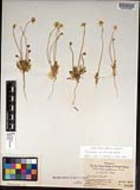 Platystemon californicus image