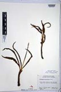 Chlorogalum parviflorum image