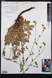 Horkelia truncata image