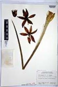 Hesperoyucca whipplei image