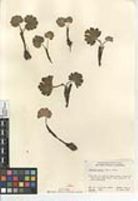 Jepsonia parryi image