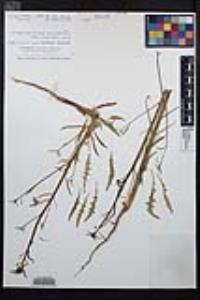 Eulobus californicus image