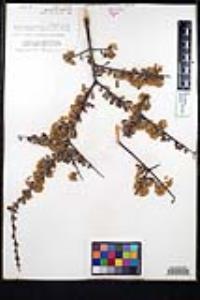 Ceanothus cuneatus var. cuneatus image