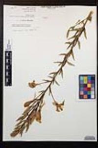 Oenothera elata image