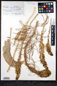Stanleya elata image
