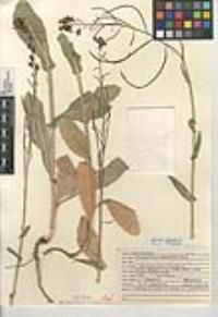 Streptanthus campestris image