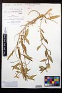 Oenothera californica subsp. arizonica image