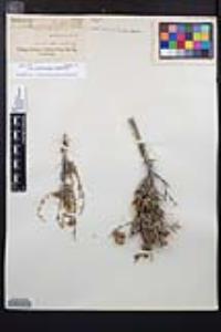 Coleogyne ramosissima image