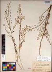 Descurainia pinnata subsp. glabra image