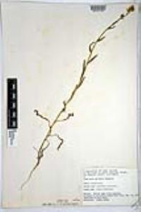 Amsinckia intermedia image