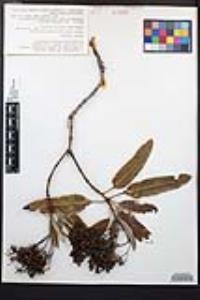 Lyonothamnus floribundus image