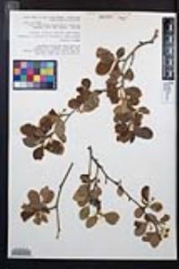 Cercocarpus montanus var. glaber image