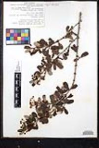 Ceanothus megacarpus image