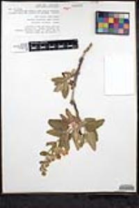 Lepechinia fragrans image