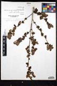 Ceanothus oliganthus var. orcuttii image