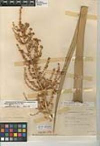 Nolina bigelovii image