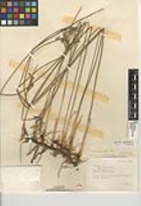 Juncus balticus subsp. ater image