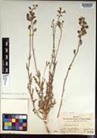 Lyrocarpa coulteri var. palmeri image