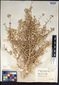 Atriplex canescens var. linearis image