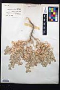 Atriplex hymenelytra image