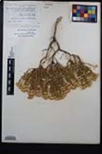 Ericameria cooperi image