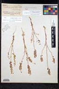 Thysanocarpus curvipes subsp. eradiatus image