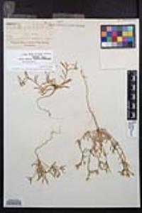 Camissoniopsis pallida image