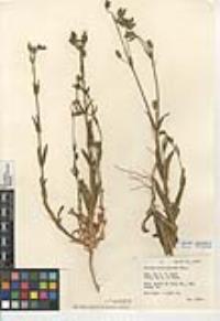 Silene multinervia image