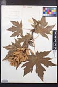 Acer macrophyllum image