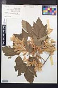 Acer negundo var. californicum image