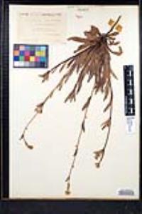Plagiobothrys nothofulvus image