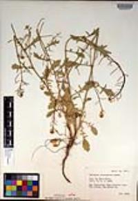Barbarea orthoceras image