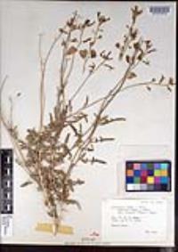 Lyrocarpa coulteri image