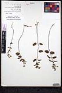 Scutellaria antirrhinoides image