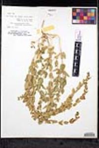 Scutellaria bolanderi subsp. austromontana image