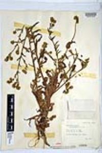 Amsinckia intermedia image