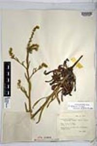 Amsinckia menziesii var. retrorsa image