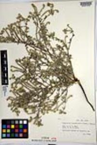 Johnstonella angustifolia image