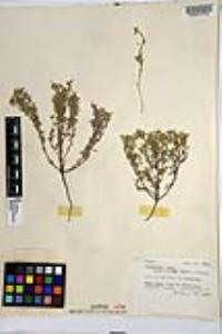 Johnstonella angustifolia image