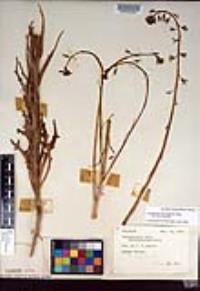 Caulanthus heterophyllus var. heterophyllus image